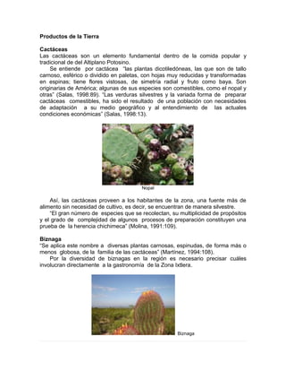 Productos de la Tierra
Cactáceas
Las cactáceas son un elemento fundamental dentro de la comida popular y
tradicional de del Altiplano Potosino.
Se entiende por cactácea “las plantas dicotiledóneas, las que son de tallo
carnoso, esférico o dividido en paletas, con hojas muy reducidas y transformadas
en espinas; tiene flores vistosas, de simetría radial y fruto como baya. Son
originarias de América; algunas de sus especies son comestibles, como el nopal y
otras” (Salas, 1998:89). “Las verduras silvestres y la variada forma de preparar
cactáceas comestibles, ha sido el resultado de una población con necesidades
de adaptación a su medio geográfico y al entendimiento de las actuales
condiciones económicas” (Salas, 1998:13).
Nopal
Así, las cactáceas proveen a los habitantes de la zona, una fuente más de
alimento sin necesidad de cultivo, es decir, se encuentran de manera silvestre.
“El gran número de especies que se recolectan, su multiplicidad de propósitos
y el grado de complejidad de algunos procesos de preparación constituyen una
prueba de la herencia chichimeca” (Molina, 1991:109).
Biznaga
“Se aplica este nombre a diversas plantas carnosas, espinudas, de forma más o
menos globosa, de la familia de las cactáceas” (Martínez, 1994:108).
Por la diversidad de biznagas en la región es necesario precisar cuáles
involucran directamente a la gastronomía de la Zona Ixtlera.
Biznaga
 
