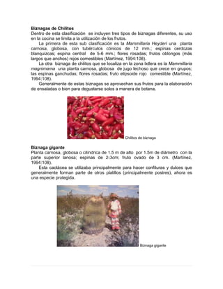Biznagas de Chilitos
Dentro de esta clasificación se incluyen tres tipos de biznagas diferentes, su uso
en la cocina se limita a la utilización de los frutos.
La primera de esta sub clasificación es la Mammillaria Heyderi una planta
carnosa, globosa, con tubérculos cónicos de 12 mm.; espinas cerdozas
blanquizcas; espina central de 5-6 mm.; flores rosadas; frutos oblongos (más
largos que anchos) rojos comestibles (Martínez, 1994:108).
La otra biznaga de chilitos que se localiza en la zona Ixtlera es la Mammillaria
magnimama una planta carnosa, globosa de jugo lechoso que crece en grupos;
las espinas ganchudas; flores rosadas; fruto elipsoide rojo comestible (Martínez,
1994:108).
Generalmente de estas biznagas se aprovechan sus frutos para la elaboración
de ensaladas o bien para degustarse solos a manera de botana.
Chilitos de biznaga
Biznaga gigante
Planta carnosa, globosa o cilíndrica de 1.5 m de alto por 1.5m de diámetro con la
parte superior lanosa; espinas de 2-3cm; fruto ovado de 3 cm. (Martínez,
1994:108).
Esta cactácea se utilizaba principalmente para hacer confituras y dulces que
generalmente forman parte de otros platillos (principalmente postres), ahora es
una especie protegida.
Biznaga gigante
 