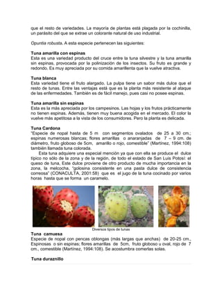 que el resto de variedades. La mayoría de plantas está plagada por la cochinilla,
un parásito del que se extrae un colorante natural de uso industrial.
Opuntia robusta. A esta especie pertenecen las siguientes:
Tuna amarilla con espinas
Esta es una variedad producto del cruce entre la tuna silvestre y la tuna amarilla
sin espinas, provocada por la polinización de los insectos. Su fruto es grande y
redondo. Es muy apreciada por su comida amarillenta que la vuelve atractiva.
Tuna blanca
Esta variedad tiene el fruto alargado. La pulpa tiene un sabor más dulce que el
resto de tunas. Entre las ventajas está que es la planta más resistente al ataque
de las enfermedades. También es de fácil manejo, pues casi no posee espinas.
Tuna amarilla sin espinas
Esta es la más apreciada por los campesinos. Las hojas y los frutos prácticamente
no tienen espinas. Además, tienen muy buena acogida en el mercado. El color la
vuelve más apetitosa a la vista de los consumidores. Pero la planta es delicada.
Tuna Cardona
“Especie de nopal hasta de 5 m con segmentos ovalados de 25 a 30 cm.;
espinas numerosas blancas; flores amarillas o anaranjadas de 7 – 9 cm. de
diámetro, fruto globoso de 5cm, amarillo o rojo, comestible” (Martínez, 1994:108)
también llamada tuna colorada.
Esta tuna adquiere una especial mención ya que con ella se produce el dulce
típico no sólo de la zona y de la región, de todo el estado de San Luis Potosí: el
queso de tuna, Este dulce proviene de otro producto de mucha importancia en la
zona, la melcocha, “golosina consistente en una pasta dulce de consistencia
correosa” (CONACULTA, 2001:58) que es el jugo de la tuna cocinado por varios
horas hasta que se forma un caramelo.
Diversos tipos de tunas
Tuna camuesa
Especie de nopal con pencas oblongas (más largas que anchas) de 20-25 cm.,
Espinosas o sin espinas; flores amarillas de 5cm, fruto globoso u oval, rojo de 7
cm., comestible (Martínez, 1994:108). Se acostumbra comerlas solas.
Tuna duraznillo
 