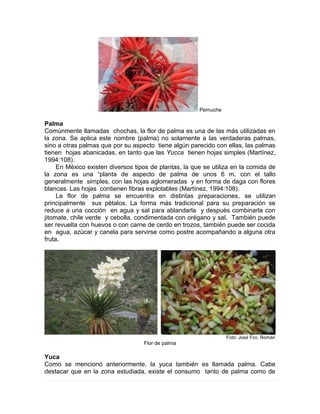 Pemuche
Palma
Comúnmente llamadas chochas, la flor de palma es una de las más utilizadas en
la zona. Se aplica este nombre (palma) no solamente a las verdaderas palmas,
sino a otras palmas que por su aspecto tiene algún parecido con ellas, las palmas
tienen hojas abanicadas, en tanto que las Yucca tienen hojas simples (Martínez,
1994:108).
En México existen diversos tipos de plantas, la que se utiliza en la comida de
la zona es una “planta de aspecto de palma de unos 6 m. con el tallo
generalmente simples, con las hojas aglomeradas y en forma de daga con flores
blancas. Las hojas contienen fibras explotables (Martínez, 1994:108).
La flor de palma se encuentra en distintas preparaciones, se utilizan
principalmente sus pétalos. La forma más tradicional para su preparación se
reduce a una cocción en agua y sal para ablandarla y después combinarla con
jitomate, chile verde y cebolla, condimentada con orégano y sal. También puede
ser revuelta con huevos o con carne de cerdo en trozos, también puede ser cocida
en agua, azúcar y canela para servirse como postre acompañando a alguna otra
fruta.
Foto: José Fco. Román
Flor de palma
Yuca
Como se mencionó anteriormente, la yuca también es llamada palma. Cabe
destacar que en la zona estudiada, existe el consumo tanto de palma como de
 