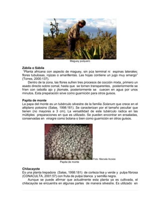 Maguey pulquero
Zábila o Sábila
“Planta africana con aspecto de maguey, sin púa terminal ni espinas laterales;
flores tubulosas, rojizas o amarillentas. Las hojas contiene un jugo muy amargo”
(Torres, 2000:137).
Dentro de la zona, las flores sufren tres procesos de cocción mixta, primero un
asado directo sobre comal, hasta que se tornen transparentes, posteriormente se
fríen con cebolla ajo y jitomate, posteriormente se cuecen en agua por unos
minutos. Esta preparación sirve como guarnición para otros guisos.
Papita de monte
La papa del monte es un tubérculo silvestre de la familia Solanum que crece en el
altiplano potosino (Salas, 1998:181). Se caracterizan por el tamaño peculiar que
tienen (no mayores a 3 cm). La versatilidad de este tubérculo radica en las
múltiples preparaciones en que es utilizado. Se pueden encontrar en ensaladas,
conservadas en vinagre como botana o bien como guarnición en otros guisos.
Foto: Marcela Acosta
Papita de monte
Chilacayote
Es una planta trepadora (Salas, 1998:181) de corteza lisa y verde y pulpa fibrosa
(CONACULTA, 2001:57) con fruta de pulpa blanca y semilla negra.
Aunque se puede afirmar que actualmente esta planta ya es cultivada, el
chilacayote se encuentra en algunas partes de manera silvestre. Es utilizado en
 