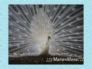 ¡¡¡Maravillosa!!! 