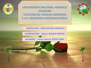 UNIVERSIDAD NACIONAL HERMILIO
VALDIZAN
FACULTAD DE CIENCIAS AGRARIAS
E.A.P. INGENIERIA AGROINDUSTRIAL
CATEDRATICO : Rubén ROJAS PORTAL
ASIGNATURA : PRODUCCION AGRICOLA
ALUMNO : Junior Alexis SOTO CORI
 