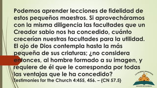 Podemos aprender lecciones de fidelidad de
estos pequeños maestros. Si aprovecháramos
con la misma diligencia las facultades que un
Creador sabio nos ha concedido, cuánto
crecerían nuestras facultades para la utilidad.
El ojo de Dios contempla hasta la más
pequeña de sus criaturas; ¿no considera
entonces, al hombre formado a su imagen, y
requiere de él que le corresponda por todas
las ventajas que le ha concedido?
Testimonies for the Church 4:455, 456. – {CN 57.5}
 