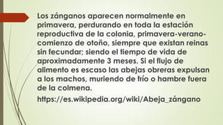 Los zánganos aparecen normalmente en
primavera, perdurando en toda la estación
reproductiva de la colonia, primavera-verano-
comienzo de otoño, siempre que existan reinas
sin fecundar; siendo el tiempo de vida de
aproximadamente 3 meses. Si el flujo de
alimento es escaso las abejas obreras expulsan
a los machos, muriendo de frío o hambre fuera
de la colmena.
https://es.wikipedia.org/wiki/Abeja_zángano
 