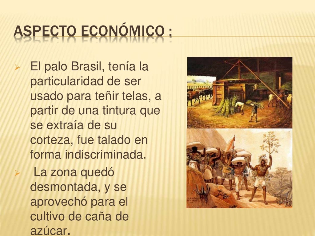 La colonia portuguesa de brasil La colonia portuguesa de brasil