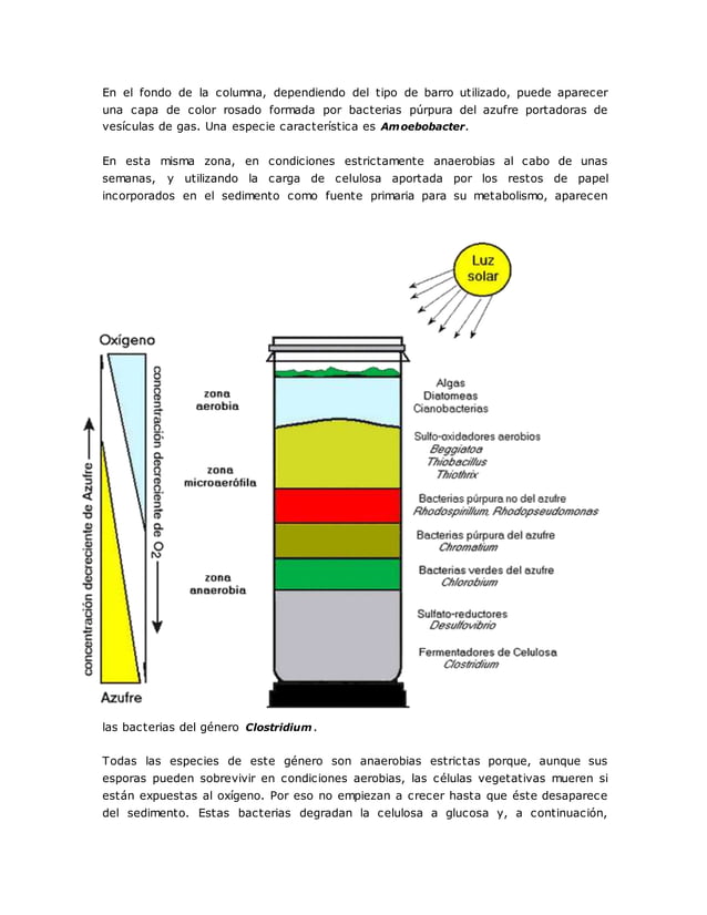 La columna de winogradsky PDF