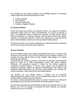 Las vértebras de cada región presentan una morfología especial, sin embargo
pueden apreciarse componentes básicos en ellas:
a. Cuerpo Vertebral
b. Arco Vertebral
c. Procesos Vertebrales
d. Foramen o Agujero Vertebral
(a) Cuerpo Vertebral
Forma una masa ósea cilíndrica de ubicación anterior. Los cuerpos de vértebras
adyacentes están unidos por discos intervertebrales. Su función es soportar el
peso. Las superficies anterior y lateral son cóncavas de arriba abajo y tienen
orificios vasculares. La superficie posterior forma la pared anterior del agujero
vertebral. Las superficies superior e inferior son rugosas por la inserción de los
discos intervertebrales y existe una marca que deja el núcleo pulposo.
El tamaño creciente de los cuerpos vertebrales de arriba hacia abajo se relaciona
con la fuerza y peso que sostiene cada segmento.
(b) Arco Vertebral
El arco vertebral emerge de la región posterolateral del cuerpo y consta de dos
pedículos y dos láminas. Junto al cuerpo vertebral, forma el agujero vertebral, y la
sucesión de estos últimos forma el canal vertebral, éste protege a la médula
espinal de traumatismos.
Los pedículos son procesos gruesos y cortos que se proyectan posteriormente
desde su origen en la región posterolateral superior del cuerpo vertebral.
Presentan una escotadura superior e inferior en los bordes respectivos
(escotadura vertebral superior e inferior), cuya sucesión con escotaduras de
vértebras adyacentes originan los agujeros intervertebrales. Este agujero está
enrelación anteroinferiormente con los discos intervertebrales, por el pasan los
nervios raquídeos y vasos sanguíneos de la médula espinal.
Las láminas son dos placas planas y anchas que se proyectan
posteromedialmente desde su unión con el correspondiente pedículo. Se unen en
el plano medio y originan el proceso espinoso.
En ambas uniones pedículo-lámina surge un proceso transverso de orientación
posterolateral y dos procesos articulares de orientación superior e inferior.
Se denomina laminectomía al procedimiento quirúrgico de remoción de una o más
láminas con el fin de acceder al contenido del canal vertebral, por ejemplo,
extirpación de un tumor medular.
 