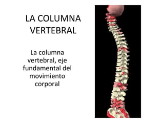 LA COLUMNA
VERTEBRAL
La columna
vertebral, eje
fundamental del
movimiento
corporal
 