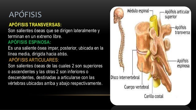 La columna vertebral