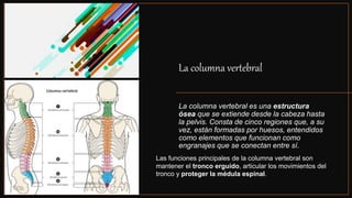 La columna vertebral
La columna vertebral es una estructura
ósea que se extiende desde la cabeza hasta
la pelvis. Consta de cinco regiones que, a su
vez, están formadas por huesos, entendidos
como elementos que funcionan como
engranajes que se conectan entre sí.
Las funciones principales de la columna vertebral son
mantener el tronco erguido, articular los movimientos del
tronco y proteger la médula espinal.
 