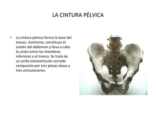 LA CINTURA PÉLVICA


•   La cintura pélvica forma la base del
    tronco. Asimismo, constituye el
    sostén del abdomen y lleva a cabo
    la unión entre los miembros
    inferiores y el tronco. Se trata de
    un anillo osteoarticular cerrado
    compuesto por tres piezas óseas y
    tres articulaciones.
 