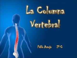 La columna vertebral