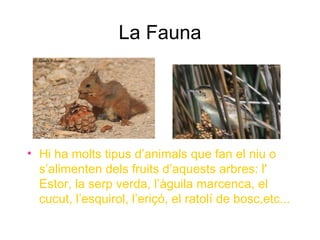 La Fauna




• Hi ha molts tipus d’animals que fan el niu o
  s’alimenten dels fruits d’aquests arbres: l'
  Estor, la serp verda, l’àguila marcenca, el
  cucut, l’esquirol, l’eriçó, el ratolí de bosc,etc...
 