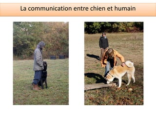 La communication entre chien et humain
 