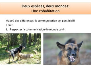 Deux espèces, deux mondes:
                  Une cohabitation

Malgré des différences, la communication est possible!!!
Il faut:
1. Respecter la communication du monde canin
 