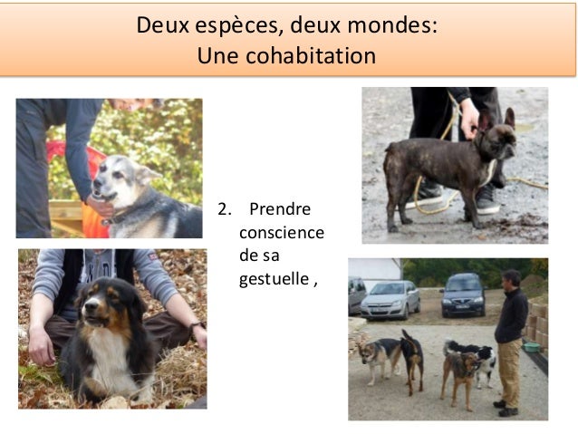La communication canine La communication canine