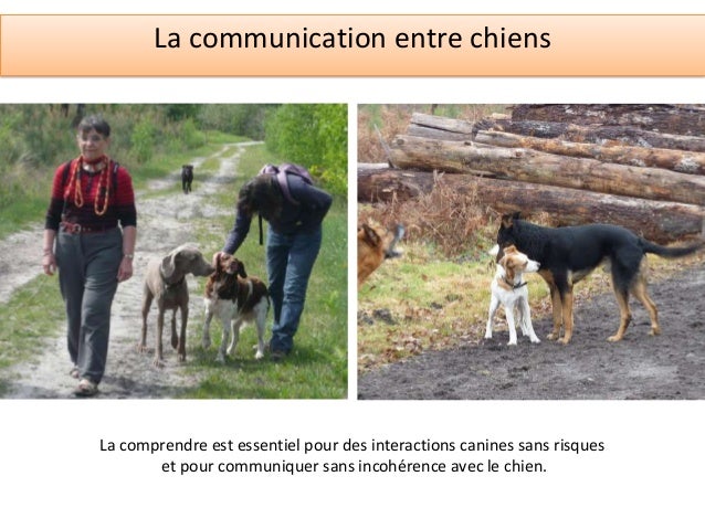 La communication canine La communication canine