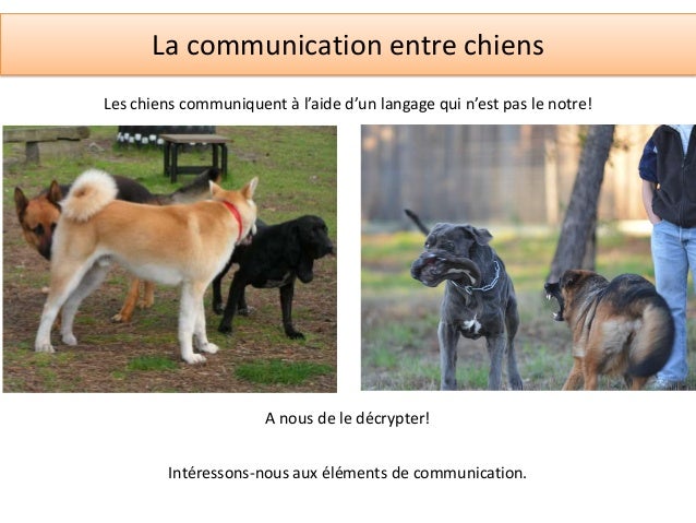 La communication canine La communication canine