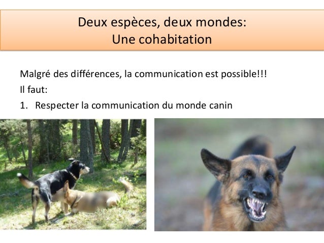 La communication canine La communication canine