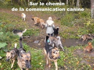 Sur le chemin
de la communication canine
 