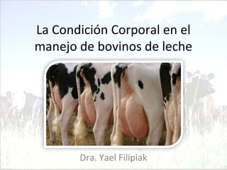 La Condición Corporal en el 
manejo de bovinos de leche 
Dra. Yael Filipiak 
 