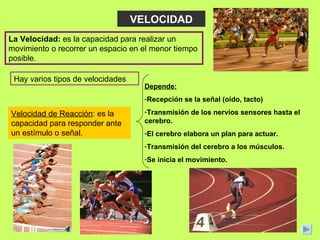 VELOCIDAD La Velocidad:  es la capacidad para realizar un movimiento o recorrer un espacio en el menor tiempo posible. Hay varios tipos de velocidades Velocidad de Reacción : es la capacidad para responder ante un estímulo o señal.  Depende: Recepción se la señal (oído, tacto) Transmisión de los nervios sensores hasta el cerebro. El cerebro elabora un plan para actuar. Transmisión del cerebro a los músculos. Se inicia el movimiento. 