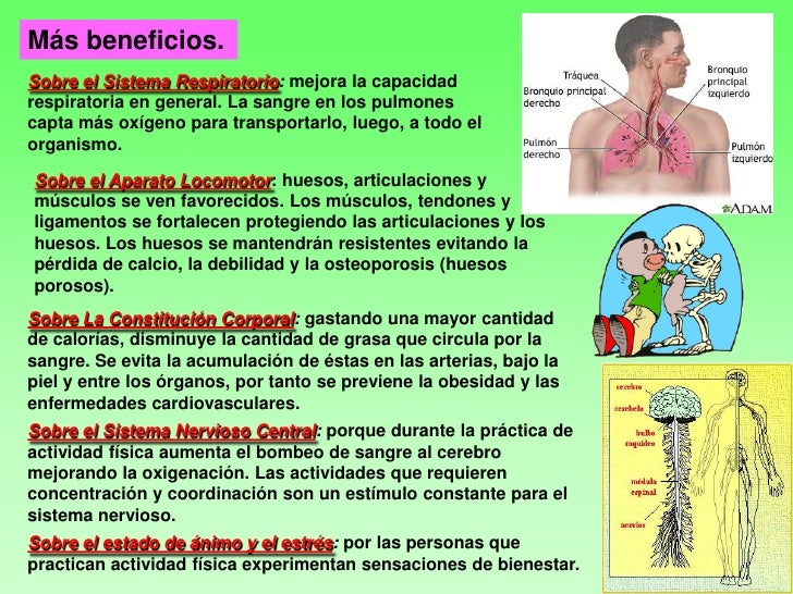 Sistema Hidropnico Cules Son Los Beneficios
