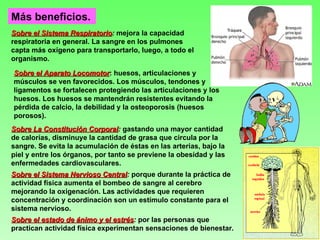 Más beneficios.
Sobre el Sistema Respiratorio: mejora la capacidad
                  Respiratorio
respiratoria en general. La sangre en los pulmones
capta más oxígeno para transportarlo, luego, a todo el
organismo.

Sobre el Aparato Locomotor: huesos, articulaciones y
                  Locomotor
músculos se ven favorecidos. Los músculos, tendones y
ligamentos se fortalecen protegiendo las articulaciones y los
huesos. Los huesos se mantendrán resistentes evitando la
pérdida de calcio, la debilidad y la osteoporosis (huesos
porosos).
Sobre La Constitución Corporal: gastando una mayor cantidad
                        Corporal
de calorías, disminuye la cantidad de grasa que circula por la
sangre. Se evita la acumulación de éstas en las arterias, bajo la
piel y entre los órganos, por tanto se previene la obesidad y las
enfermedades cardiovasculares.
Sobre el Sistema Nervioso Central: porque durante la práctica de
                            Central
actividad física aumenta el bombeo de sangre al cerebro
mejorando la oxigenación. Las actividades que requieren
concentración y coordinación son un estímulo constante para el
sistema nervioso.
Sobre el estado de ánimo y el estrés: por las personas que
                               estrés
practican actividad física experimentan sensaciones de bienestar.
 