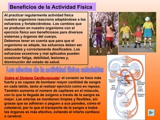 Beneficios de la Actividad Física
Al practicar regularmente actividad física
nuestro organismo reacciona adaptándose a los
esfuerzos y fortaleciéndose. Los cambios que
se producen en nuestro organismo con el
ejercicio físico son beneficiosos para diversos
sistemas y órganos del cuerpo.
Debemos tener en cuenta que para que el
organismo se adapte, los esfuerzos deben ser
adecuados y correctamente dosificados. Los
esfuerzos excesivos y mal aplicados pueden
ocasionar fatiga, debilidad, lesiones y,
disminución del estado de salud.



Sobre el Sistema Cardiovascular: el corazón se hace más
                   Cardiovascular
fuerte y es capaza de bombear mayor cantidad de sangre
en cada latido, tanto al realizar ejercicio como en reposo.
También aumenta el número de capilares en el músculo,
con lo que la llegada de oxígeno a través de la sangre es
mejor. Las arterias se mantienen limpias y flexibles, sin
grasas que se adhieran o peguen a sus paredes, como el
colesterol, por lo que el transporte de la sangre a todos
los órganos es más efectivo, evitando el infarto cardiaco
o cerebral.
 