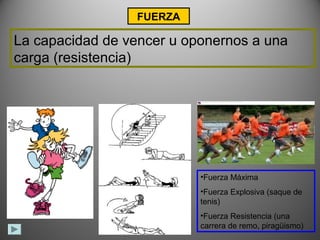 FUERZA

La capacidad de vencer u oponernos a una
carga (resistencia)




                           •Fuerza Máxima
                           •Fuerza Explosiva (saque de
                           tenis)
                           •Fuerza Resistencia (una
                           carrera de remo, piragüismo)
 