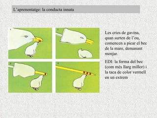 L’aprenentatge: la conducta innata Les cries de gavina, quan surten de l’ou, comencen a picar el bec de la mare, demanant menjar. EDI: la forma del bec (com més llarg millor) i la taca de color vermell en un extrem 