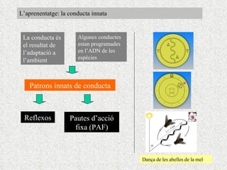 L’aprenentatge: la conducta innata Patrons innats de conducta La conducta és el resultat de l’adaptació a l’ambient Algunes conductes estan programades en l’ADN de les espécies Reflexos Pautes d’acció fixa (PAF) Dança de les abelles de la mel 