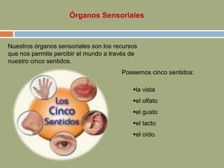 Poseemos cinco sentidos:
la vista
el olfato
el gusto
el tacto
el oído.
Nuestros órganos sensoriales son los recursos
que nos permite percibir el mundo a través de
nuestro cinco sentidos.
Órganos Sensoriales
 