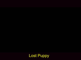 Lost Puppy
 