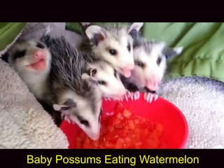 Baby Possums Eating Watermelon
 