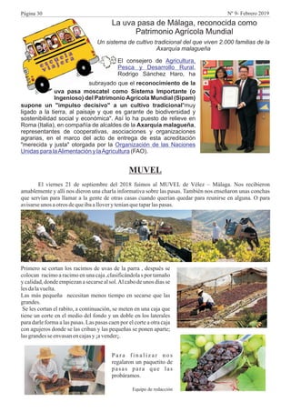 MUVEL
El viernes 21 de septiembre del 2018 fuimos al MUVEL de Vélez – Málaga. Nos recibieron
amablemente y allí nos dieron una charla informativa sobre las pasas. También nos enseñaron unas conchas
que servían para llamar a la gente de otras casas cuando querían quedar para reunirse en alguna. O para
avisarseunos aotros dequeibaalloveryteníanquetaparlaspasas.
La uva pasa de Málaga, reconocida como
Patrimonio Agrícola Mundial
Un sistema de cultivo tradicional del que viven 2.000 familias de la
Axarquía malagueña
El consejero de
,
Rodrigo Sánchez Haro, ha
Agricultura,
Pesca y Desarrollo Rural
subrayado que el reconocimiento de la
uva pasa moscatel como Sistema Importante (o
Ingenioso) del Patrimonio Agrícola Mundial (Sipam)
supone un "impulso decisivo" a un cultivo tradicional"muy
ligado a la tierra, al paisaje y que es garante de biodiversidad y
sostenibilidad social y económica". Así lo ha puesto de relieve en
Roma (Italia), en compañía de alcaldes de la Axarquía malagueña,
representantes de cooperativas, asociaciones y organizaciones
agrarias, en el marco del acto de entrega de esta acreditación
"merecida y justa" otorgada por la
(FAO).
Organización de las Naciones
Unidas para laAlimentación y laAgricultura
Primero se cortan los racimos de uvas de la parra , después se
colocan racimo a racimo en una caja ,clasificándola s por tamaño
y calidad,donde empiezana secarse al sol.Al cabo de unos días se
lesdalavuelta.
Las más pequeña necesitan menos tiempo en secarse que las
grandes.
Se les cortan el rabito, a continuación, se meten en una caja que
tiene un corte en el medio del fondo y un doble en los laterales
para darle forma a las pasas. Las pasas caen por el corte a otra caja
con agujeros donde se las criban y las pequeñas se ponen aparte;
lasgrandesse envasanencajasy¡avender¡.
P a r a f i n a l i z a r n o s
regalaron un paquetito de
pasas para que las
probáramos.
Equipo de redacción
Página 30 Nº 9- Febrero 2019
 