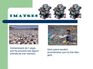 imatges Contaminació de l ’ aigua que ha provocat que alguns animals de mar morissin. Gent pobre recollint escombraries que ha tirat altre gent. 