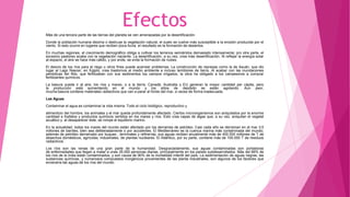 EfectosMás de una tercera parte de las tierras del planeta se ven amenazadas por la desertificación.
Donde la población humana diezma o destruye la vegetación natural, el suelo se vuelve más susceptible a la erosión producida por el
viento. Si esto ocurre en lugares que reciben poca lluvia, el resultado es la formación de desiertos.
En muchas regiones, el crecimiento demográfico obliga a cultivar los terrenos semiáridos demasiado intensamente; pro otra parte, el
excesivo pastoreo acaba con la vegetación naciente. La desertificación, a su vez, crea más desertificación. Al reflejar la energía solar
al espacio, el aire se hace más cálido, y por ende, se evita la formación de nubes.
El desvío de los ríos para el riego u otros fines puede acarrear problemas. La construcción de represas como la de Asuán, que dio
lugar al Lago Nascer, en Egipto, crea trastornos al medio ambiente e incluso temblores de tierra. Al acabar con las inundaciones
periódicas del Nilo, que fertilizaban con sus sedimentos los campos irrigados, la obra ha obligado a los campesinos a comprar
fertilizantes químicos.
La basura puede ir al aire, los ríos y mares, o a la tierra. Canadá, Australia y EU generan la mayor cantidad per cápita, pero
la producción está aumentando en el mundo y los sitios de depósito se están agotando. Aun peor,
mucha basura contiene materiales radiactivos que van a parar al fondo del mar, a veces de forma inadecuada.
Las Aguas
Contaminar el agua es contaminar la vida misma. Todo el ciclo biológico, reproductivo y
alimenticio del hombre, los animales y el mar queda profundamente afectado. Ciertos microorganismos son aniquilados por la enorme
cantidad e fosfatos y productos químicos vertidos en los mares y ríos. Esto crea capas de algas que, a su vez, aniquilan el vegetal
acuático y, al desaparecer éste, se rompe el equilibrio marino.
En la actualidad, todos los mares del mundo están afectado por los derrames de petróleo. Casi cada año se derraman en el mar 3,5
millones de barriles, bien sea deliberadamente o por accidentes. El Mediterráneo es la cuenca marina más contaminada del mundo;
además de petróleo derramado por buques , terminales y refinerías, sus aguas reciben anualmente más de 400.000 millones de T de
desechos domésticos, agrícolas, industriales, de plantas nucleares. El Atlántico, por su parte, contiene más de 100.000 T de residuos
radiactivos.
Los ríos son las venas de una gran parte de la humanidad. Desgraciadamente, sus aguas contaminadas son portadoras
de enfermedades que llegan a matar a unas 25.000 personas diarias, principalmente en los países subdesarrollados. Más del 66% de
los ríos de la India están contaminados, y son causa de 90% de la mortalidad infantil del país. La sedimentación de aguas negras, las
sustancias químicas, y numerosos compuestos inorgánicos provenientes de las planta industriales, son algunos de los factores que
envenena las aguas de los ríos del mundo.
 