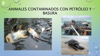 ANIMALES CONTAMINADOS CON PETRÓLEO Y
BASURA
 