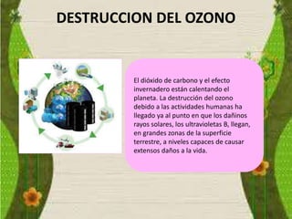DESTRUCCION DEL OZONO
El dióxido de carbono y el efecto
invernadero están calentando el
planeta. La destrucción del ozono
debido a las actividades humanas ha
llegado ya al punto en que los dañinos
rayos solares, los ultravioletas B, llegan,
en grandes zonas de la superficie
terrestre, a niveles capaces de causar
extensos daños a la vida.
 