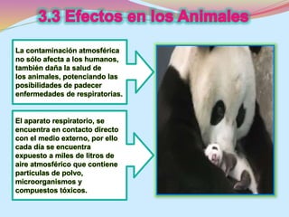 La contaminación atmosférica 
no sólo afecta a los humanos, 
también daña la salud de 
los animales, potenciando las 
posibilidades de padecer 
enfermedades de respiratorias. 
El aparato respiratorio, se 
encuentra en contacto directo 
con el medio externo, por ello 
cada día se encuentra 
expuesto a miles de litros de 
aire atmosférico que contiene 
partículas de polvo, 
microorganismos y 
compuestos tóxicos. 
 