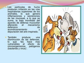  Las partículas de humo 
producen irritación en las vías 
respiratorias superiores de los 
animales, lo que genera 
inflamaciones y secreciones 
de las mucosas, a lo que se 
suma, la baja movilidad del 
aparato de defensa mucociliar 
alterando el mecanismo 
defensivo de 
acondicionamiento y 
depuración del aire inspirado. 
 También produce una 
disminución de las defensas, 
lo que ‘les hace mas 
vulnerables al efecto de 
microorganismos patógenos 
(bacterias y virus)’. 
 