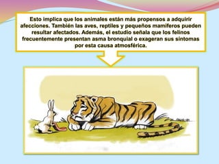 Esto implica que los animales están más propensos a adquirir 
afecciones. También las aves, reptiles y pequeños mamíferos pueden 
resultar afectados. Además, el estudio señala que los felinos 
frecuentemente presentan asma bronquial o exageran sus síntomas 
por esta causa atmosférica. 
 
