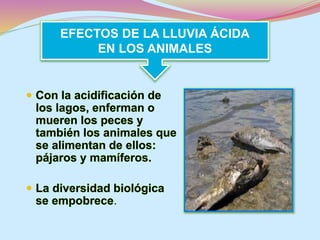 EFECTOS DE LA LLUVIA ÁCIDA 
EN LOS ANIMALES 
 Con la acidificación de 
los lagos, enferman o 
mueren los peces y 
también los animales que 
se alimentan de ellos: 
pájaros y mamíferos. 
 La diversidad biológica 
se empobrece. 
 