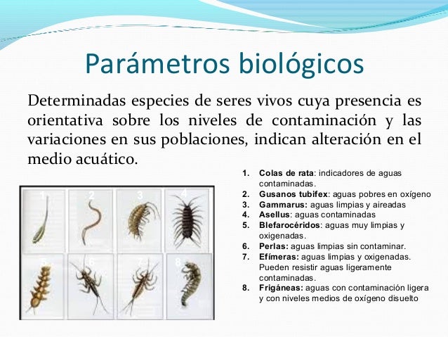 Los preparados para el tratamiento la micosis de las uñas