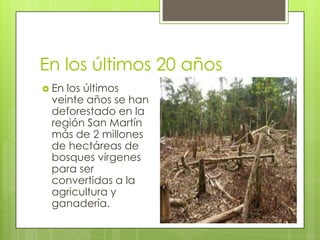 En los últimos 20 años
 En

los últimos
veinte años se han
deforestado en la
región San Martín
más de 2 millones
de hectáreas de
bosques vírgenes
para ser
convertidas a la
agricultura y
ganadería.

 