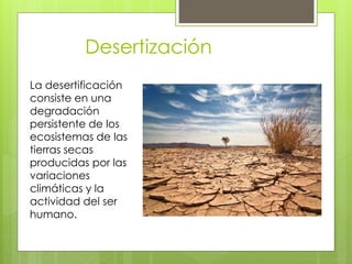 Desertización
La desertificación
consiste en una
degradación
persistente de los
ecosistemas de las
tierras secas
producidas por las
variaciones
climáticas y la
actividad del ser
humano.
 