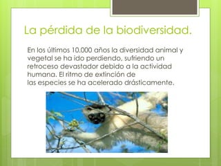 La pérdida de la biodiversidad.
En los últimos 10.000 años la diversidad animal y
vegetal se ha ido perdiendo, sufriendo un
retroceso devastador debido a la actividad
humana. El ritmo de extinción de
las especies se ha acelerado drásticamente.
 