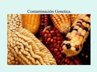 Contaminación  Genetica. 